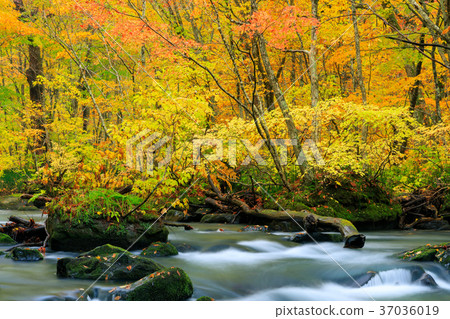 Oorise mountain stream of Aomori _ autumn leaves 37036019