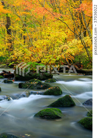 Oorise mountain stream of Aomori _ autumn leaves 37036022