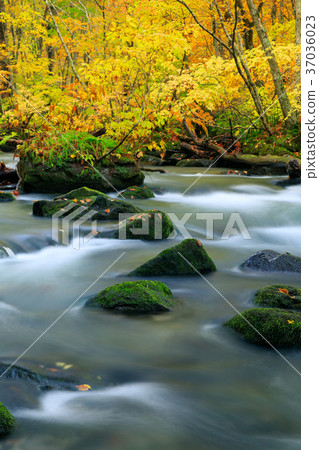Oorise mountain stream of Aomori _ autumn leaves 37036023