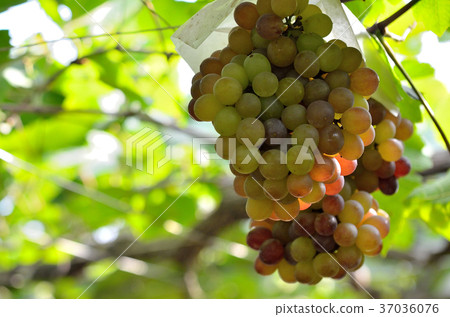 葡萄採摘 葡萄採摘 37036076