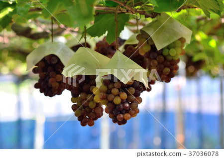 葡萄採摘 37036078