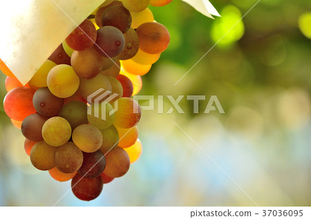葡萄採摘 葡萄採摘 37036095