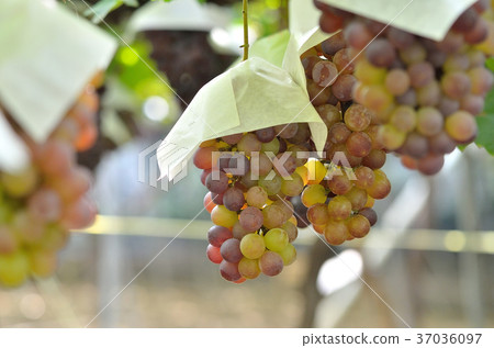 Grape picking 37036097