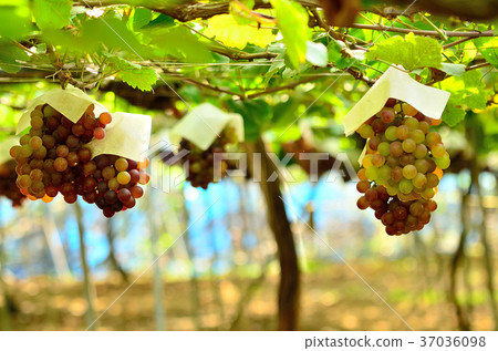 葡萄採摘 37036098