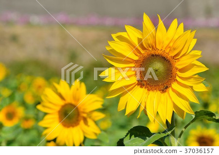 Akira bright colorful yellow sunflower. Akakei depth. 37036157