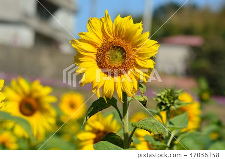 Akira bright colorful yellow sunflower. Akakei depth. 37036158