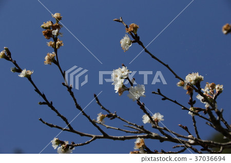 Cold cherry blossoms 37036694