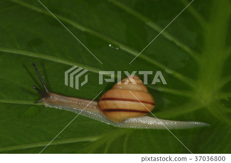 Creatures Conch Okinawa Yamataka Maimai, a beautiful snail in Okinawa. Body stretches well Creatures Conch Okinawa Yamataka Maimai, a beautiful snail in Okinawa. Body stretches well 37036800