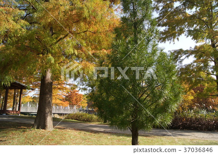 Koyamaki (the world's three largest garden trees) 37036846