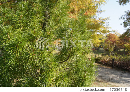 Koyamaki (the world's three largest garden trees) 37036848