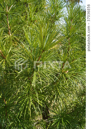 Koyamaki (the world's three largest garden trees) Koyamaki (the world's three largest garden trees) 37036856