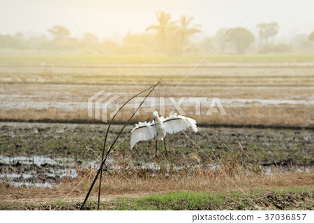 Scarecrow select an image for larger birds. Scarecrow select an image for larger birds. 37036857