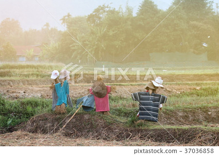 Scarecrows like an image for A man wearing a hat Scarecrows like an image for A man wearing a hat 37036858