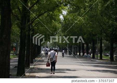 Midsummer campus 37037107