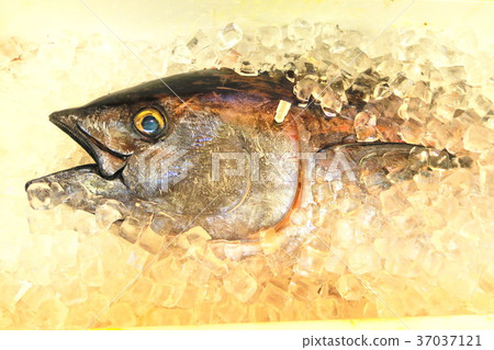 冰醃南部藍鰭金槍魚(印度金槍魚) 冰醃南部藍鰭金槍魚(印度金槍魚) 37037121