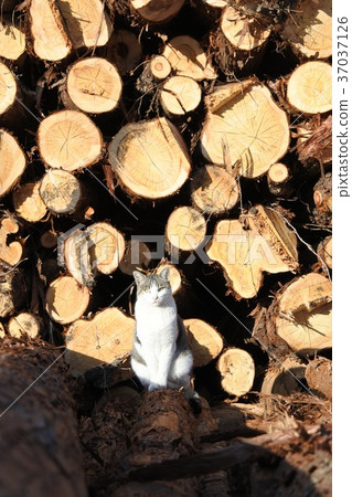 Cat sitting on a log (vertical version) Cat sitting on a log (vertical version) 37037126