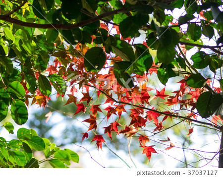 Red maple Red maple 37037127
