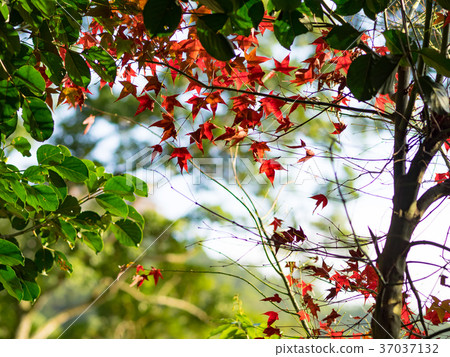 Red maple Red maple 37037132