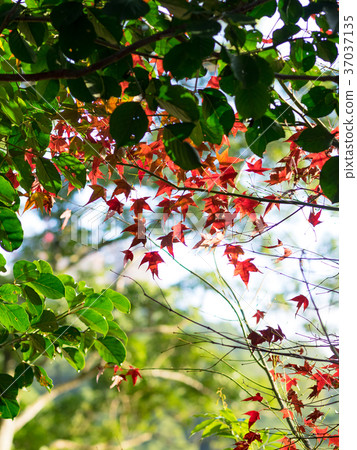Red maple 37037135