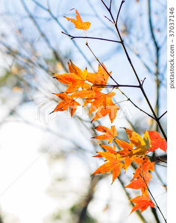 紅楓 37037146
