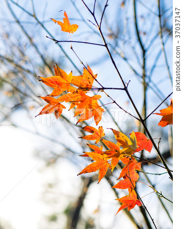 Red maple 37037147