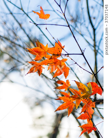 Red maple 37037148