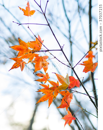 Red maple 37037155