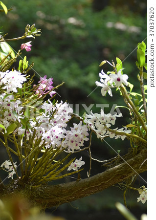 著陸蘭花(美白圖像) 著陸蘭花(美白圖像) 37037620