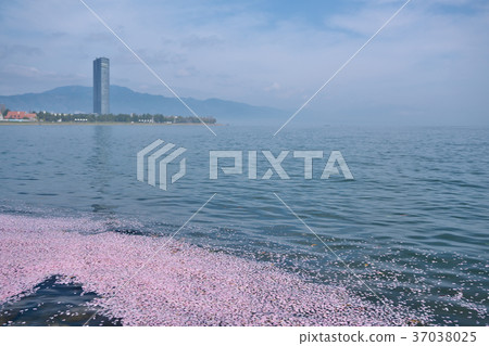 Flower raft of Lake Biwa Flower raft of Lake Biwa 37038025