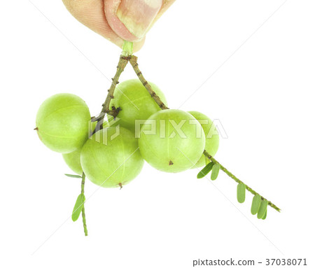 Indian gooseberry isolated on white background 37038071
