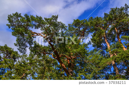 Green park at summer 37038211