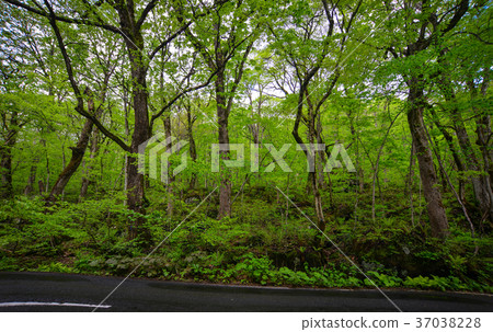 Oirase Gorge in Aomori, Tohoku, Japan 37038228