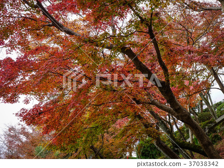 Autumn scenery in Kyoto, Japan 37038342