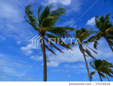 Coconut trees under blue sky 37038826