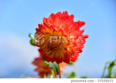 Dahlia Flower Informal Fire 37038915