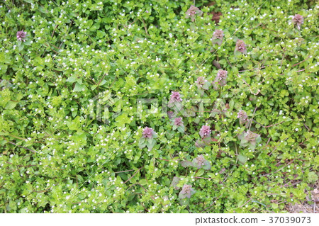 Flowers of Himeodorikosou 37039073