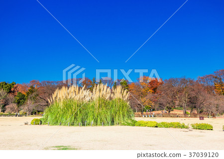 東京Kamishiro植物公園草坪露天場所蒲葦 37039120