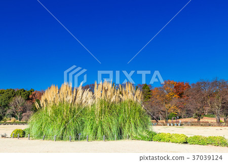 Pampas grass of Tokyo Kamishiro botanical park lawn open space 37039124