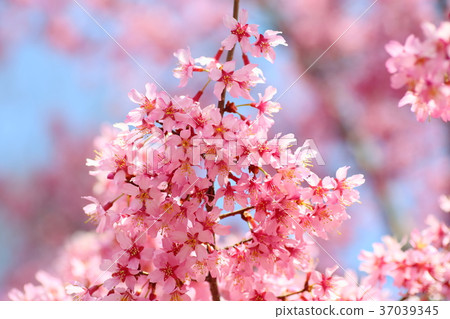 早櫻花盛開 37039345