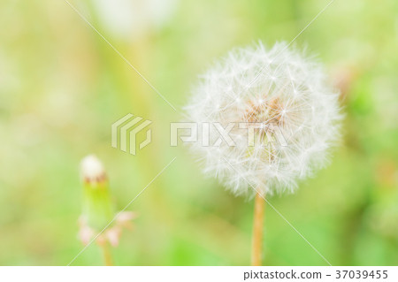 圖像_蒲公英絨毛 圖像_蒲公英絨毛 37039455