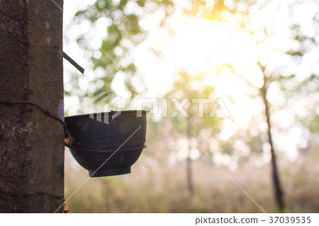 Trunk rubber Hevea brasiliensis tree. 37039535
