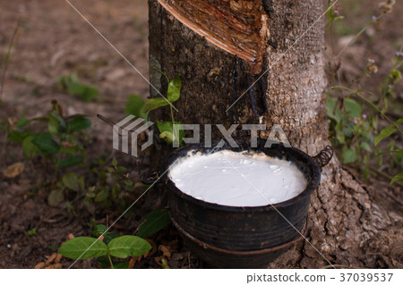 Close up latex from natural rubber tree, Hevea. Close up latex from natural rubber tree, Hevea. 37039537