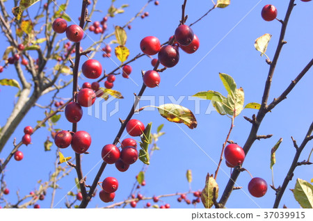 Hime apple: dog apple (club apple) 37039915