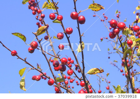 Hime apple: dog apple (club apple) Hime apple: dog apple (club apple) 37039918