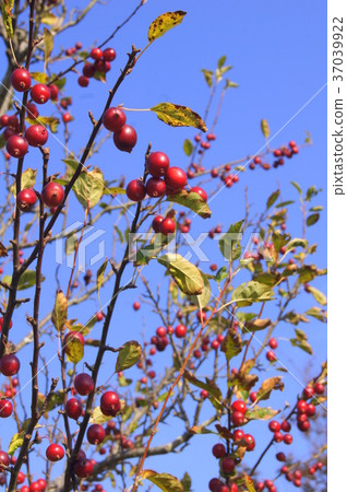 Hime apple：狗蘋果（俱樂部蘋果） 37039922