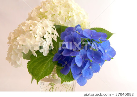 Hydrangea with vases (Annabelle et al.) Hydrangea with vases (Annabelle et al.) 37040098