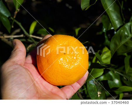Picking oranges 37040460