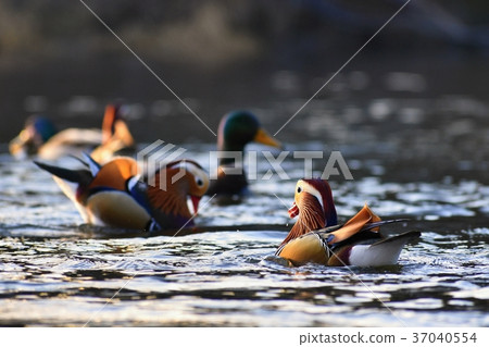 A colourful male mandarin duck. (Aix galericulata A colourful male mandarin duck. (Aix galericulata 37040554