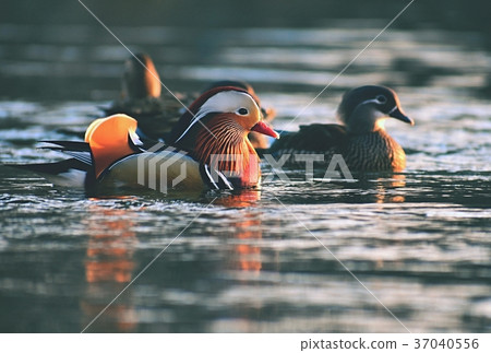 A colourful male mandarin duck. (Aix galericulata A colourful male mandarin duck. (Aix galericulata 37040556