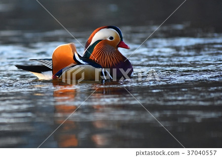 A colourful male mandarin duck. (Aix galericulata 37040557